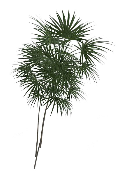 室外棕榈植物3d模型下载