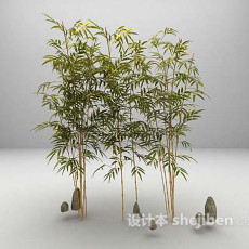 竹植物3d模型下载
