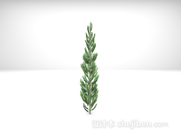 设计本松柏植物3d模型下载