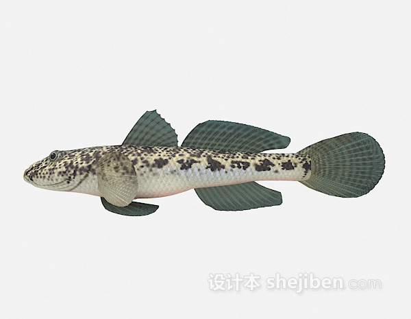 淡水鱼3d模型
