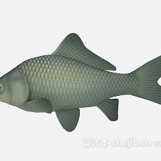 鲤鱼3d模型下载