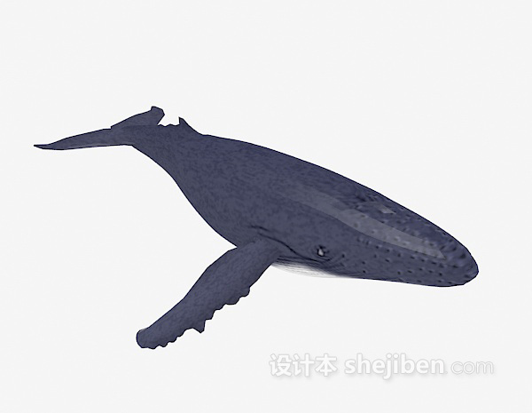 鲨鱼3d模型下载
