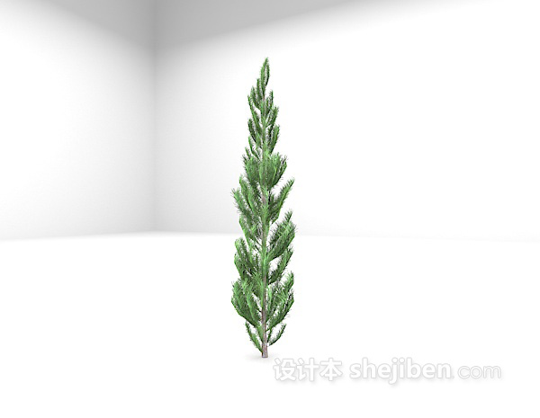 免费松柏植物3d模型下载
