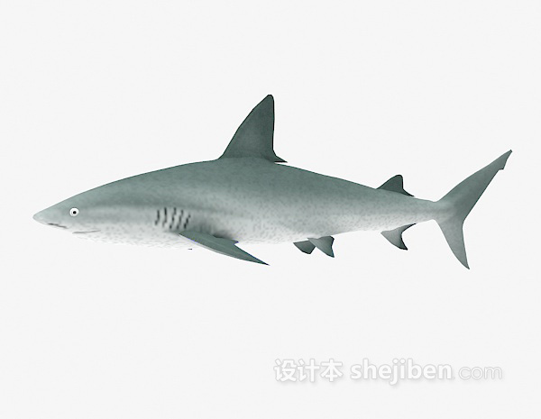 设计本大鲨鱼3d模型下载