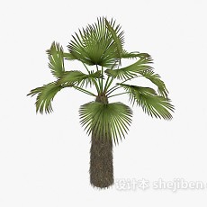 棕榈植物3d模型下载