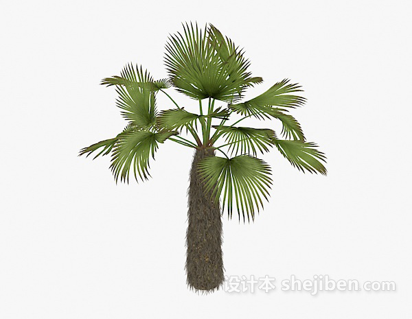 免费棕榈植物3d模型下载
