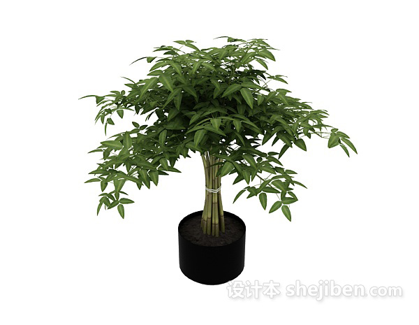 免费室内植物3d模型下载
