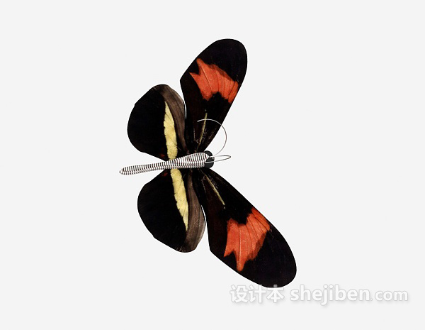 其它蝴蝶3d模型下载