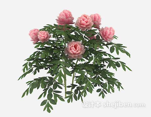 设计本粉色花朵植物3d模型下载