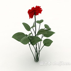 红花植物3d模型下载