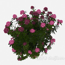 室外花卉植物3d模型下载