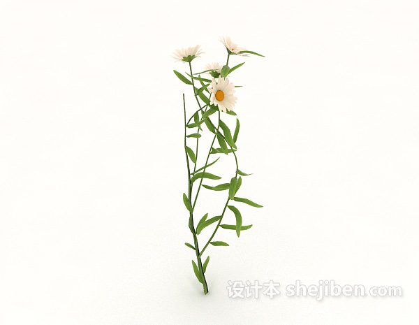 免费白色菊花3d模型下载