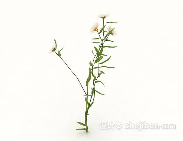 白色菊花3d模型下载
