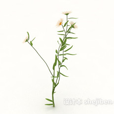 白色菊花3d模型下载