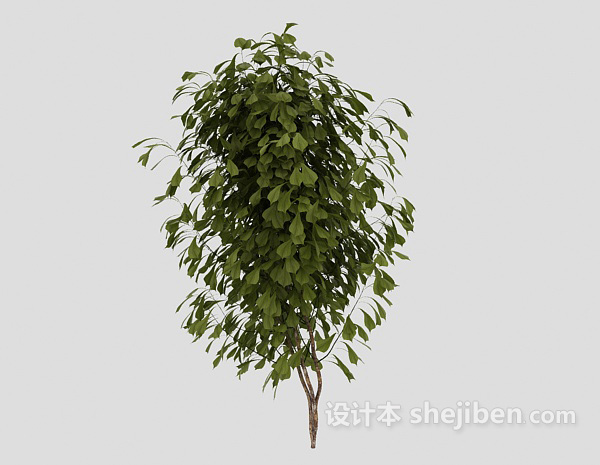 常见室外绿叶植物3d模型下载