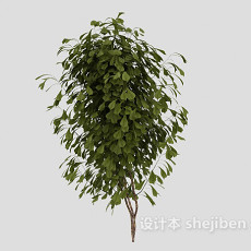 常见室外绿叶植物3d模型下载