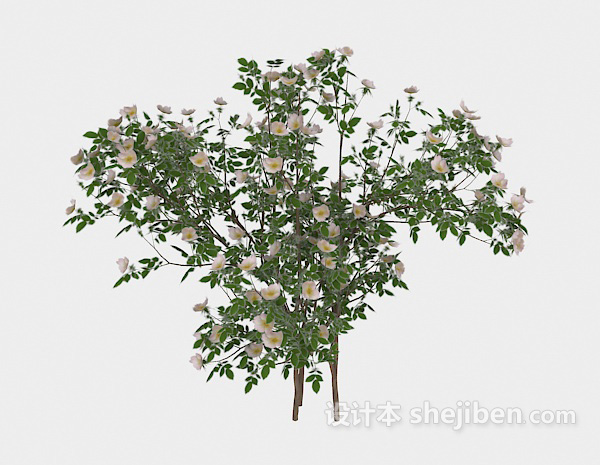 免费庭院植物3d模型下载