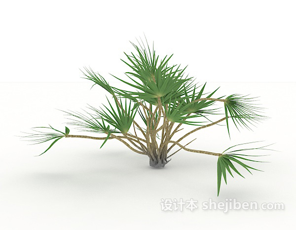 免费小型针叶植物3d模型下载