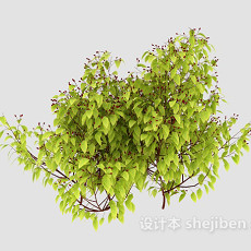 嫩绿植物树苗3d模型下载