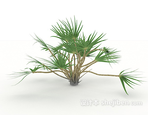设计本小型针叶植物3d模型下载