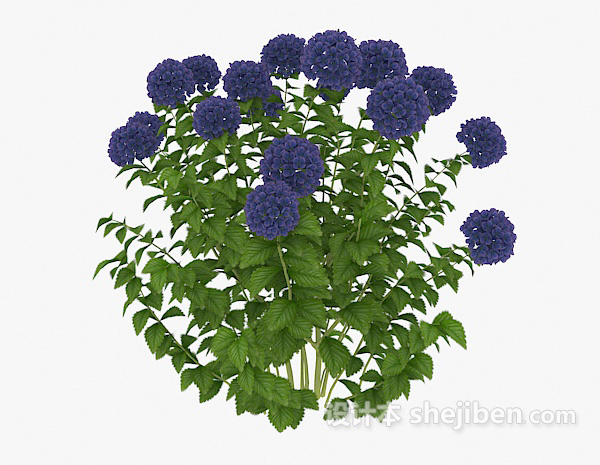 免费蓝色花朵植物3d模型下载