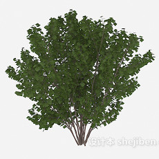 室外植物绿树3d模型下载