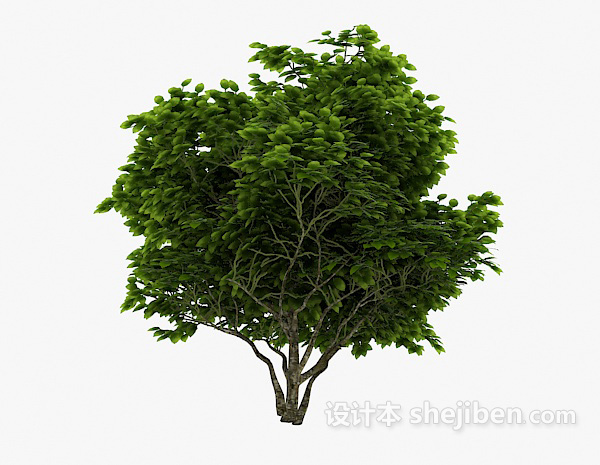 设计本室外植物古树3d模型下载
