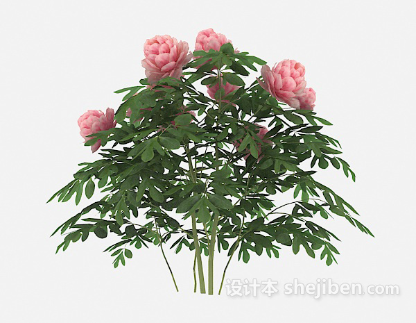 粉色花朵植物3d模型下载