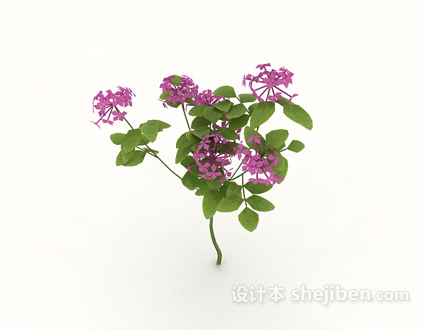 设计本观赏性开花植物3d模型下载