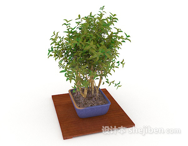 设计本室内盆景植株3d模型下载