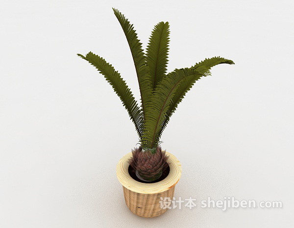 设计本铁树植物装饰3d模型下载