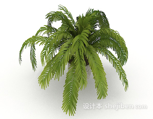 设计本铁树植物3d模型下载