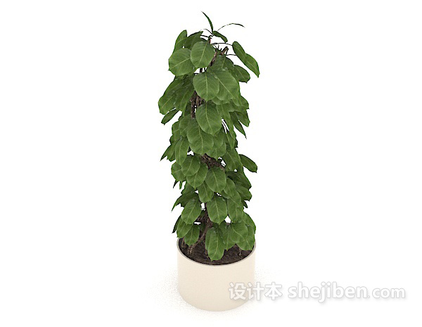 免费室内绿叶盆栽3d模型下载