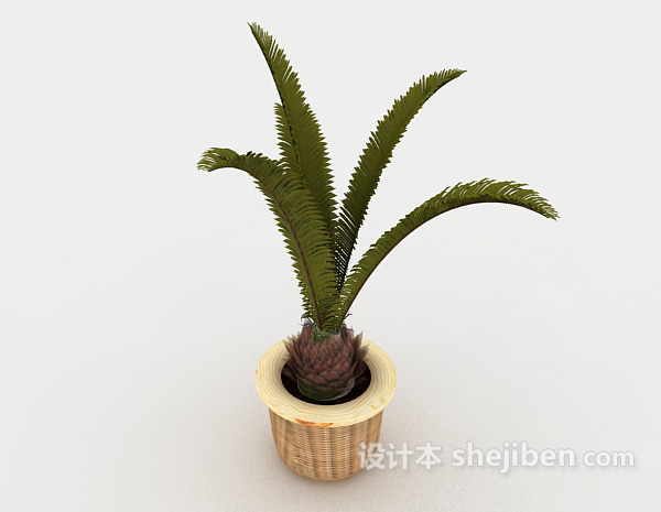 免费铁树植物装饰3d模型下载