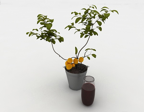 小株橘树盆栽3d模型下载