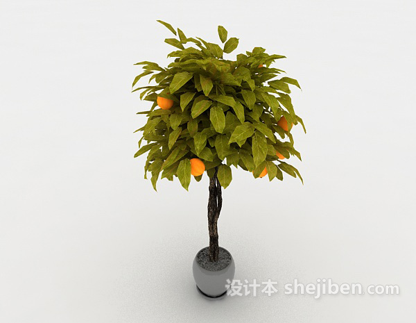 金桔盆栽3d模型下载