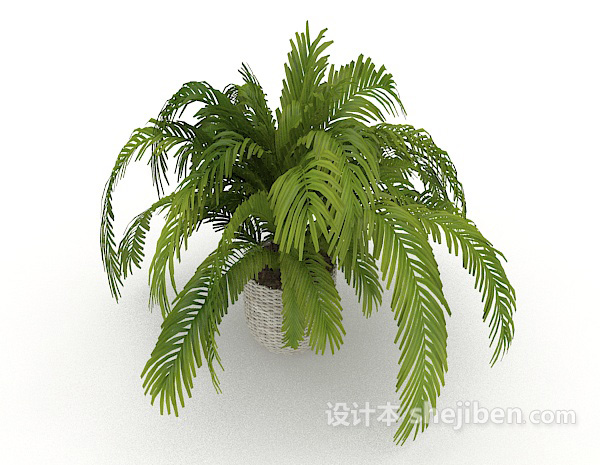 铁树植物3d模型下载