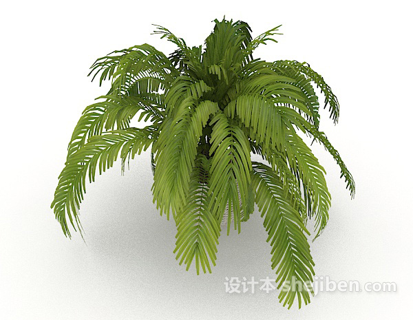 免费铁树植物3d模型下载