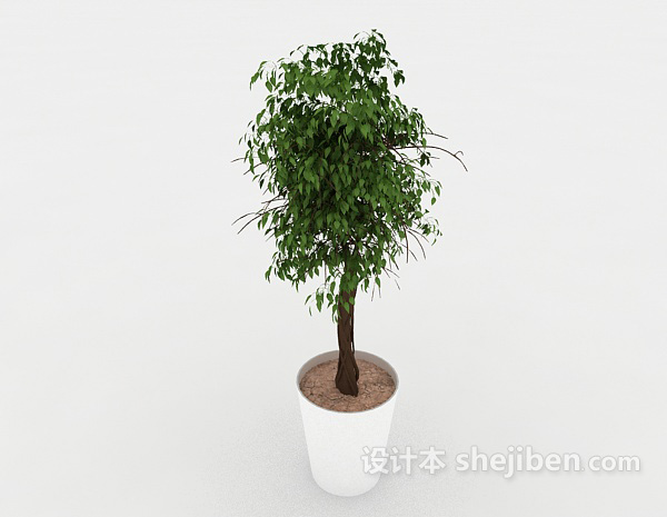 现代风格室内植株盆栽3d模型下载