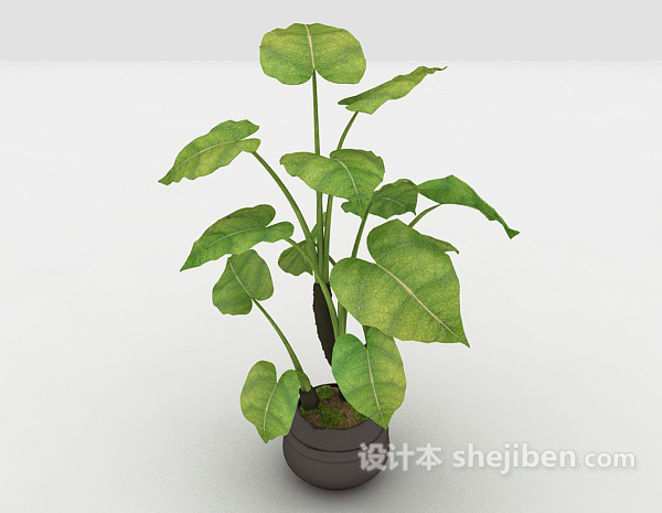 免费室内观赏性植物3d模型下载