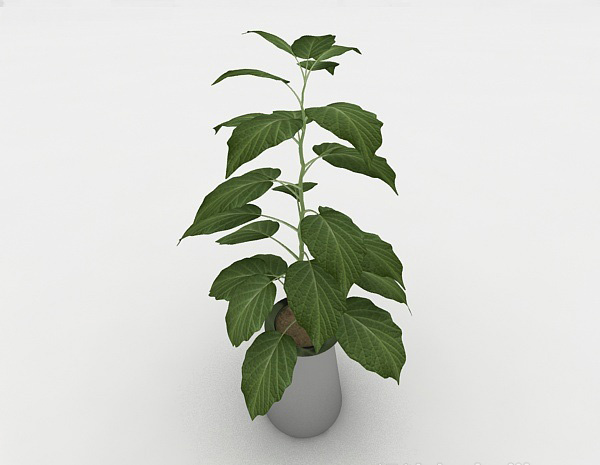 现代风格常见绿色室内盆栽3d模型下载
