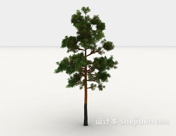 设计本常见松树品种3d模型下载