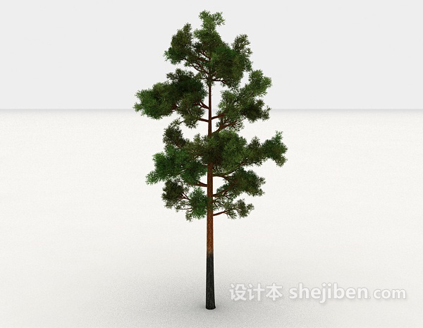 免费常见松树品种3d模型下载