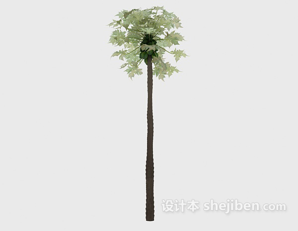 设计本热带树种3d模型下载