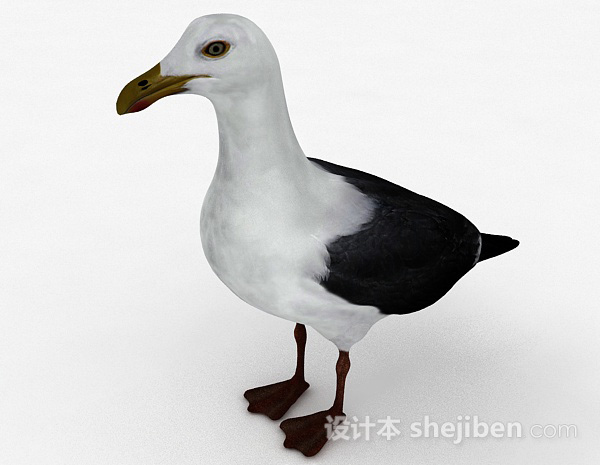 其它灰白双色鸟类3d模型下载