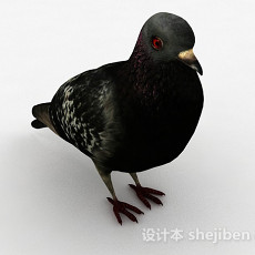 黑色鸽子3d模型下载
