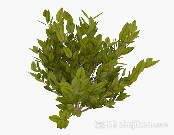 黄绿色椭圆形叶子植物3d模型下载