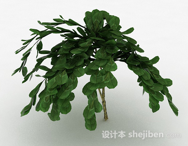 免费倒卵形树叶观赏植物3d模型下载