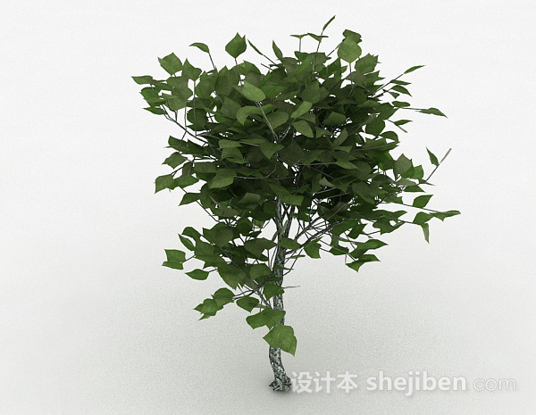 免费绿色椭圆形树叶观赏植物3d模型下载