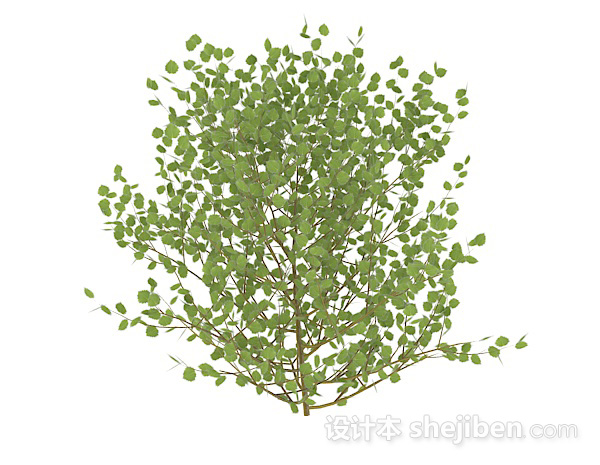 现代风格卵型叶子灌木3d模型下载
